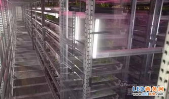 农业照明典范 日本两大植物工厂规模与技术及市场研究